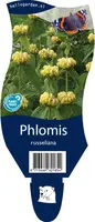 Phlomis russeliana (Phlomis) - afbeelding 1