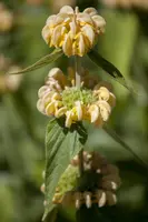 Phlomis russeliana (Phlomis) - afbeelding 8