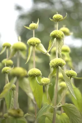 Phlomis russeliana (Phlomis) - afbeelding 10
