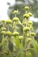 Phlomis russeliana (Phlomis) - afbeelding 10
