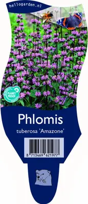 Phlomis tuberosa 'Amazone' (Brandkruid) - afbeelding 1