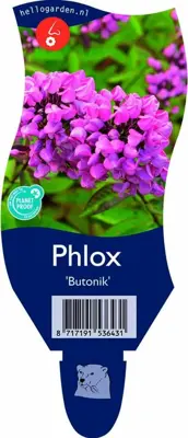 Phlox 'Butonik' (Vlambloem) - afbeelding 1