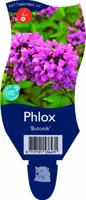 Phlox 'Butonik' (Vlambloem) - afbeelding 1