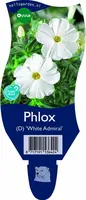Phlox (D) 'White Admiral' (Vlambloem) - afbeelding 1