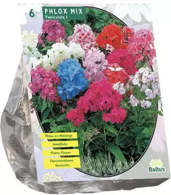 Phlox mix 6 stuks - afbeelding 1