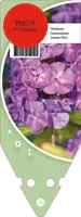 Phlox (P) Amethyst (Vlambloem) - afbeelding 1