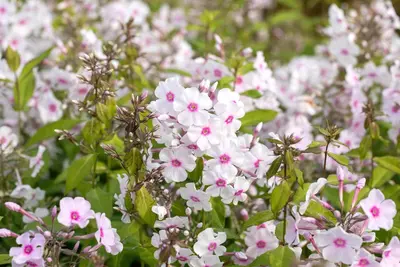 Phlox (P) Europa (Vlambloem) - afbeelding 4