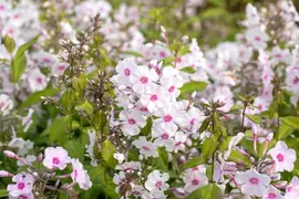 Phlox (P) Europa (Vlambloem) - afbeelding 4