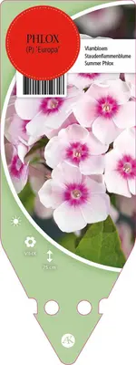 Phlox (P) Europa (Vlambloem) - afbeelding 1