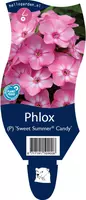 Phlox (P) 'Sweet Summer Candy' (Vlambloem) - afbeelding 1