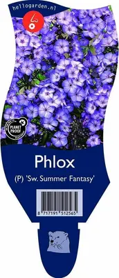 Phlox (P) 'Sweet Summer Fantasy' (Vlambloem) - afbeelding 1