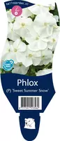 Phlox (P) 'Sweet Summer Snow' (Vlambloem) - afbeelding 1
