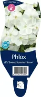 Phlox (P) 'Sweet Summer Snow' (Vlambloem) - afbeelding 1