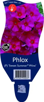 Phlox (P) 'Sweet Summer Wine' (Vlambloem) - afbeelding 1