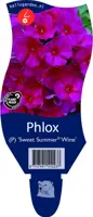 Phlox (P) 'Sweet Summer Wine' (Vlambloem) - afbeelding 1