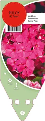 Phlox (P) Tenor (Vlambloem) - afbeelding 1