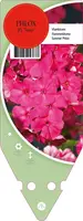 Phlox (P) Tenor (Vlambloem) - afbeelding 1