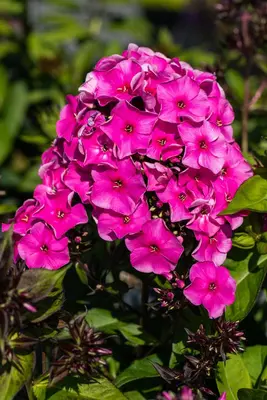 Phlox (P) Tenor (Vlambloem) - afbeelding 4