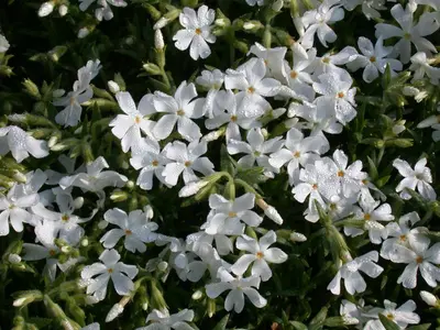 Phlox (P) White Admiral (Vlambloem) - afbeelding 5
