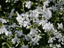 Phlox (P) White Admiral (Vlambloem) - afbeelding 5