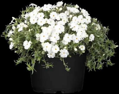 Phlox (P) White Admiral (Vlambloem) - afbeelding 4