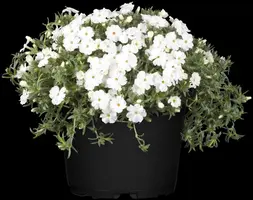 Phlox (P) White Admiral (Vlambloem) - afbeelding 4