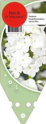 Phlox (P) White Admiral (Vlambloem) - afbeelding 1
