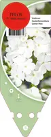 Phlox (P) White Admiral (Vlambloem) - afbeelding 1