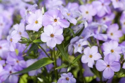 Phlox paniculata 'Blue Boy' (Vlambloem 'Blue Boy') - afbeelding 1