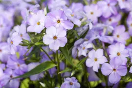 Phlox paniculata 'Blue Boy' (Vlambloem 'Blue Boy') - afbeelding 1