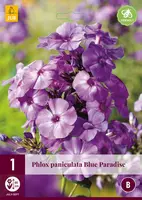 Phlox paniculata blue paradise 1 stuks - afbeelding 1