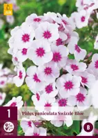 Phlox paniculata swizzle blue 1 stuks - afbeelding 1