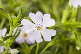 Phlox (S) Emerald Cushion Blue (Kruipende vlambloem) - afbeelding 6