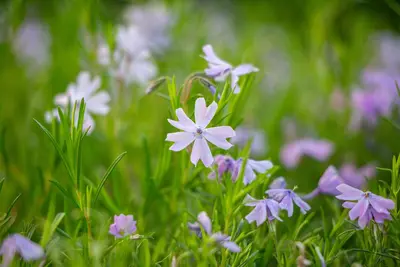 Phlox (S) Emerald Cushion Blue (Kruipende vlambloem) - afbeelding 13