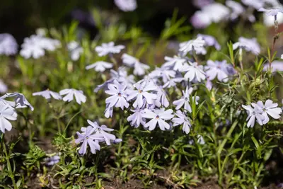 Phlox (S) Emerald Cushion Blue (Kruipende vlambloem) - afbeelding 14