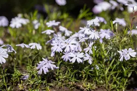 Phlox (S) Emerald Cushion Blue (Kruipende vlambloem) - afbeelding 14