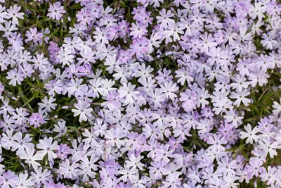 Phlox (S) Emerald Cushion Blue (Kruipende vlambloem) - afbeelding 17