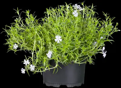 Phlox (S) Emerald Cushion Blue (Kruipende vlambloem) - afbeelding 7