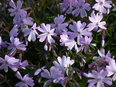 Phlox (S) Emerald Cushion Blue (Kruipende vlambloem) - afbeelding 9
