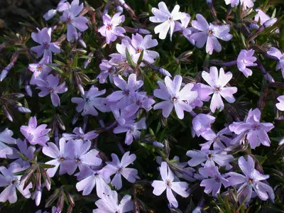 Phlox (S) Emerald Cushion Blue (Kruipende vlambloem) - afbeelding 10