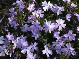 Phlox (S) Emerald Cushion Blue (Kruipende vlambloem) - afbeelding 10