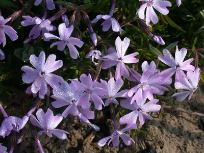Phlox (S) Emerald Cushion Blue (Kruipende vlambloem) - afbeelding 11