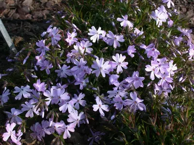 Phlox (S) Emerald Cushion Blue (Kruipende vlambloem) - afbeelding 12