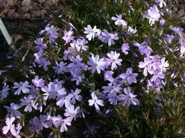 Phlox (S) Emerald Cushion Blue (Kruipende vlambloem) - afbeelding 12