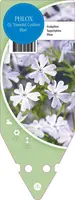 Phlox (S) Emerald Cushion Blue (Kruipende vlambloem) - afbeelding 1