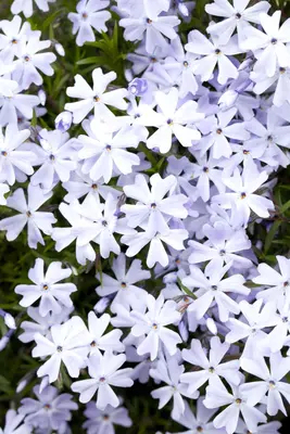 Phlox (S) Emerald Cushion Blue (Kruipende vlambloem) - afbeelding 4