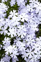 Phlox (S) Emerald Cushion Blue (Kruipende vlambloem) - afbeelding 4