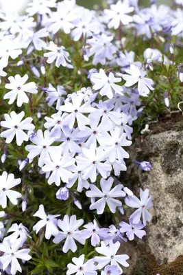 Phlox (S) Emerald Cushion Blue (Kruipende vlambloem) - afbeelding 5