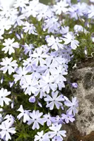 Phlox (S) Emerald Cushion Blue (Kruipende vlambloem) - afbeelding 5