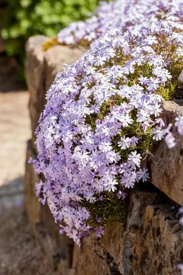 Phlox (S) Emerald Cushion Blue (Kruipende vlambloem) - afbeelding 8